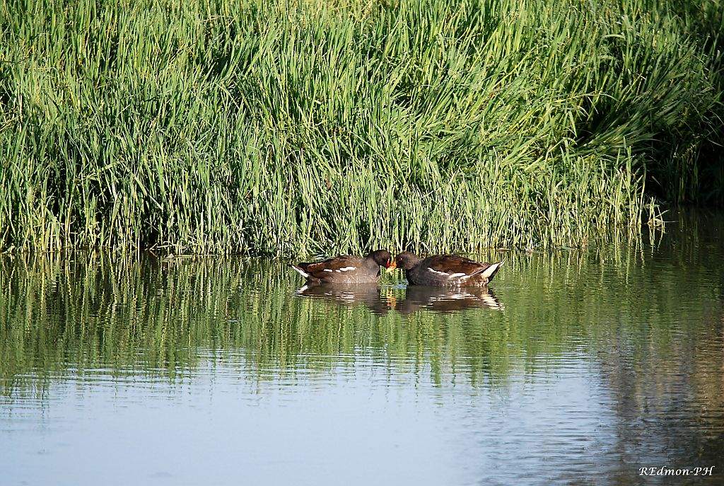 Gallinelle d''acqua, un incontro molto tenero!!!